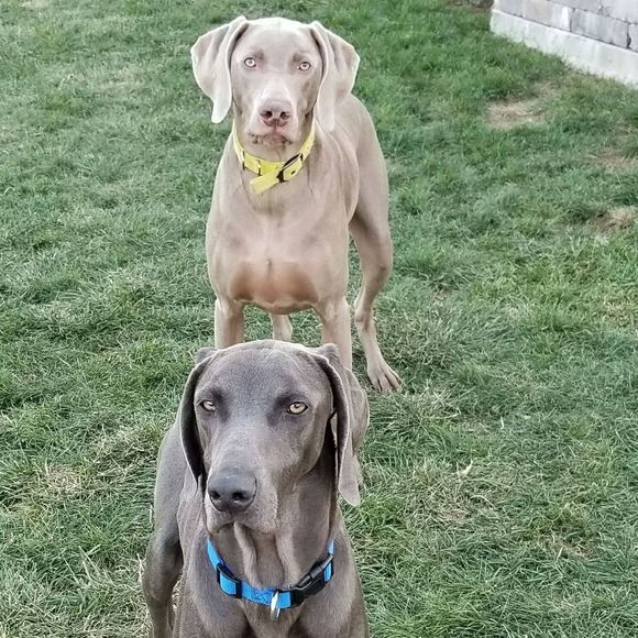 Meet your Posher, Tim - Picture 1 of 1